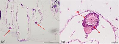 Microscopic and Genetic Characterization of Bacterial Symbionts With Bioluminescent Potential in Pyrosoma atlanticum